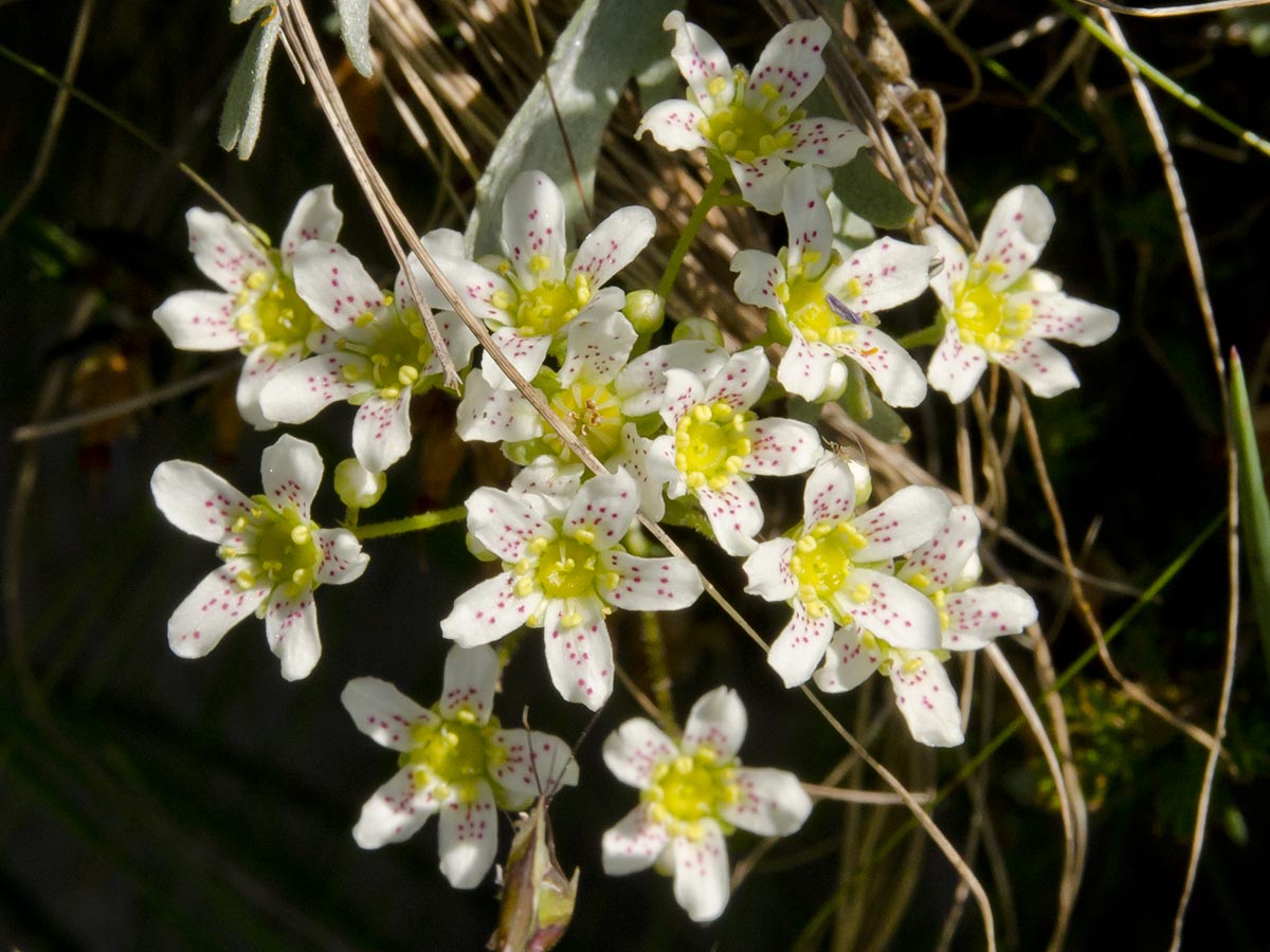 Saxifraga paniculata